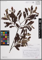 Foto von Salix conimbricensis Rothm.